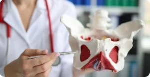 Pagina Principal1 16 Modelo de pelve em mãos médicas