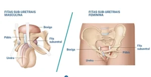 Pagina Principal1 23 Anatomia sub-uretral masculina e feminina