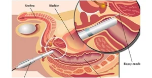 Pagina Principal1 7 Ilustração do sistema reprodutivo masculino