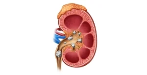 Pagina Principal1 12 Ilustração de um rim humano